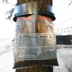 Collare per la Processionaria del Pino, trappola per la cattura delle larve, Kit completo.