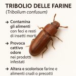 Feromoni attrattivi per Tribolio delle Farine,  per monitoraggio e cattura con apposite trappole - immagine 2