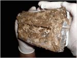 Trappole per termiti, esche complete per interno, Termigard, scatola e cellulosa insetticida. - immagine 7